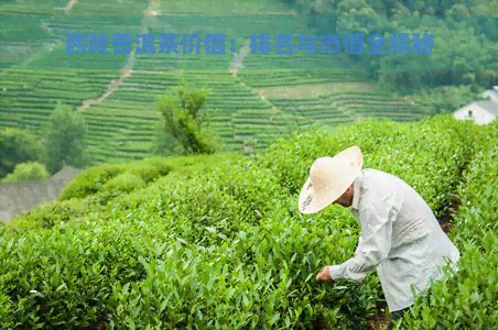 西陵普洱茶价值：排名与市值全揭秘
