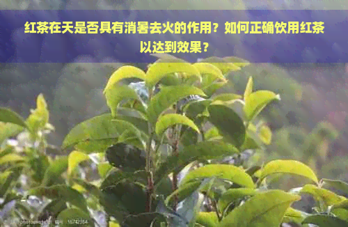 红茶在天是否具有消暑去火的作用？如何正确饮用红茶以达到效果？