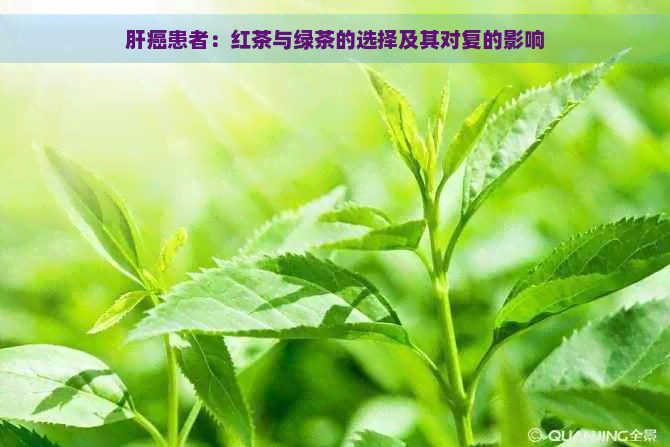 肝癌患者：红茶与绿茶的选择及其对复的影响