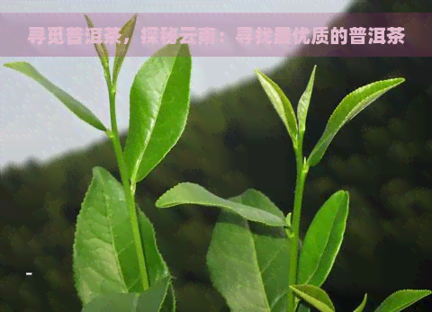 寻觅普洱茶，探秘云南：寻找更优质的普洱茶