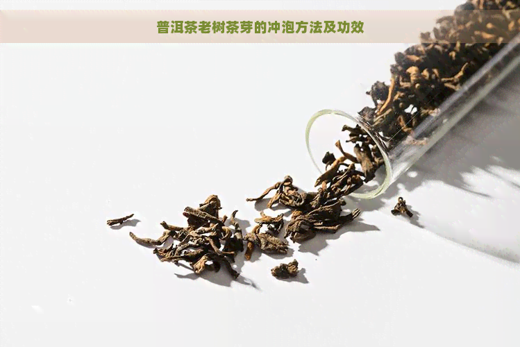 普洱茶老树茶芽的冲泡方法及功效