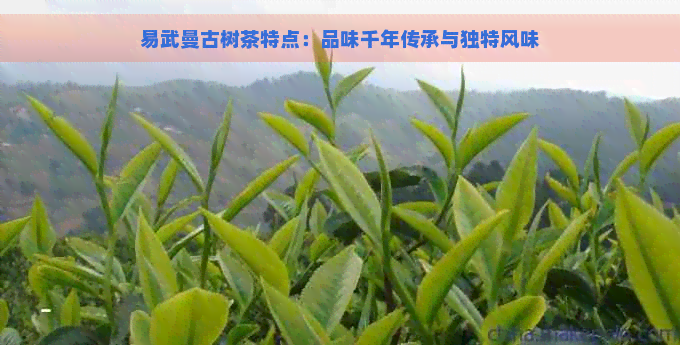 易武曼古树茶特点：品味千年传承与独特风味