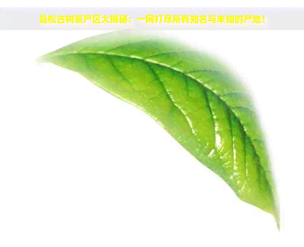 曼松古树茶产区大揭秘：一网打尽所有知名与未知的产地！