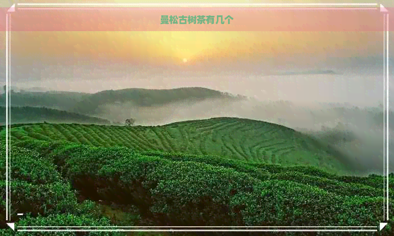 曼松古树茶有几个