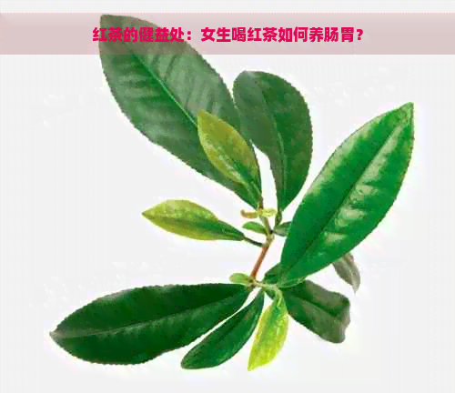 红茶的健益处：女生喝红茶如何养肠胃？