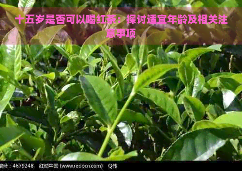 十五岁是否可以喝红茶：探讨适宜年龄及相关注意事项