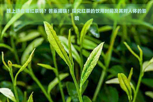 晚上适合喝红茶吗？答案揭晓！探究红茶的饮用时间及其对人体的影响