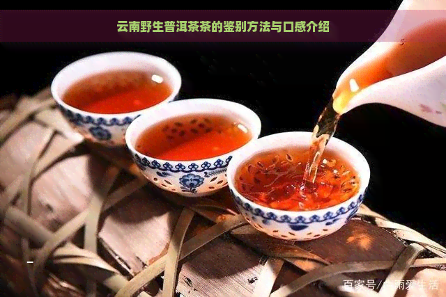 云南野生普洱茶茶的鉴别方法与口感介绍