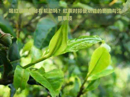 喝红茶对便秘有帮助吗？红茶对排便功能的影响与注意事项