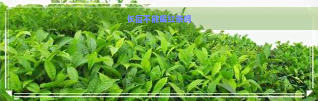 长痘不能喝红茶吗