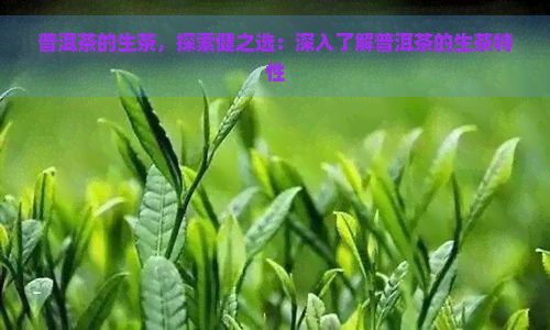 普洱茶的生茶，探索健之选：深入了解普洱茶的生茶特性