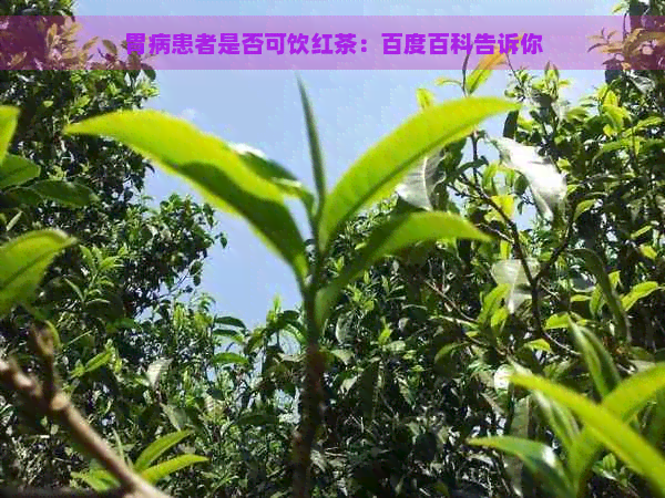 胃病患者是否可饮红茶：百度百科告诉你