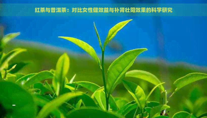 红茶与普洱茶：对比女性健效益与补肾壮阳效果的科学研究