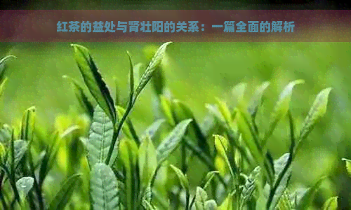 红茶的益处与肾壮阳的关系：一篇全面的解析