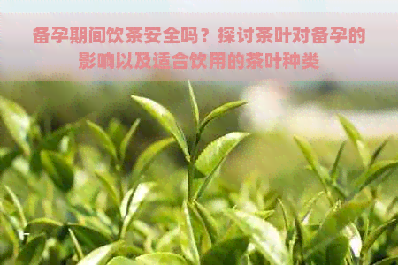 备孕期间饮茶安全吗？探讨茶叶对备孕的影响以及适合饮用的茶叶种类