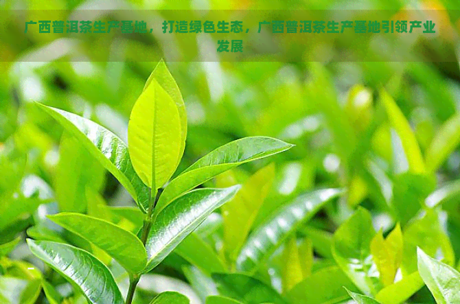 广西普洱茶生产基地，打造绿色生态，广西普洱茶生产基地引领产业发展
