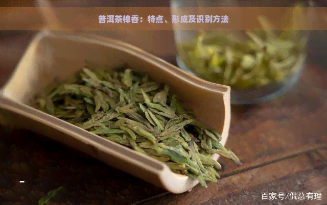 普洱茶樟香：特点、形成及识别方法