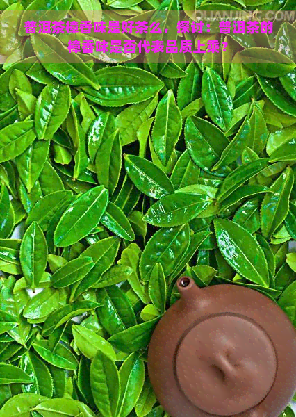 普洱茶樟香味是好茶么，探讨：普洱茶的樟香味是否代表品质上乘？