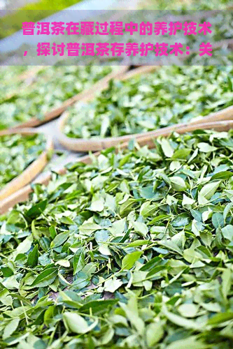 普洱茶在藏过程中的养护技术，探讨普洱茶存养护技术：关键要点解析