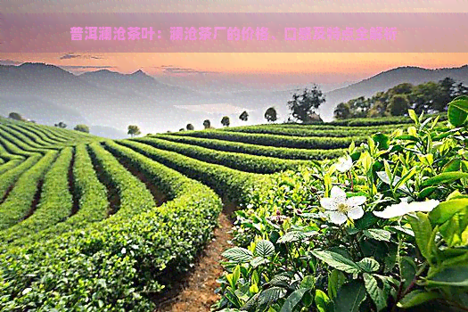 普洱澜沧茶叶：澜沧茶厂的价格、口感及特点全解析