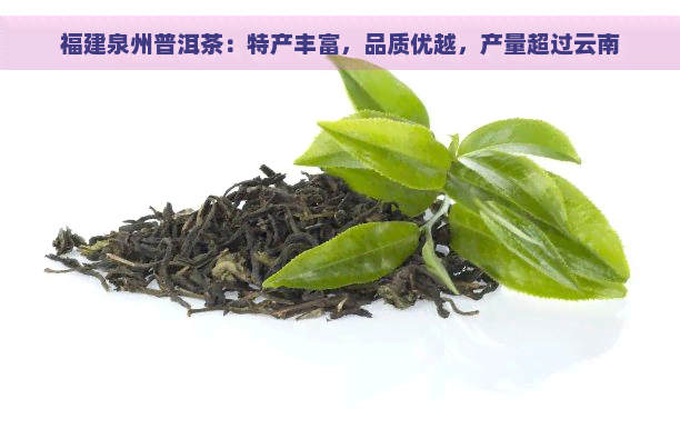 福建泉州普洱茶：特产丰富，品质优越，产量超过云南