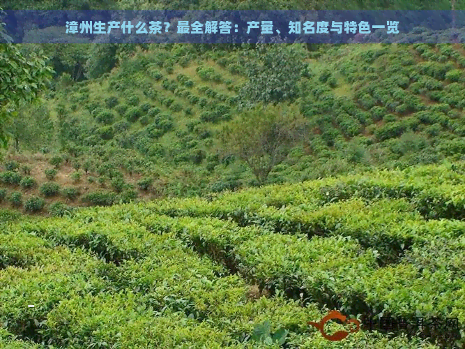 漳州生产什么茶？最全解答：产量、知名度与特色一览