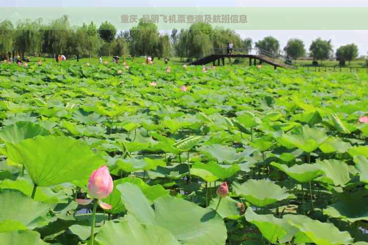 重庆-昆明飞机票查询及航班信息