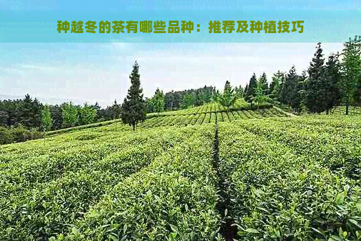 种越冬的茶有哪些品种：推荐及种植技巧