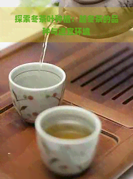 探索冬茶叶种植：越冬茶的品种与适宜环境