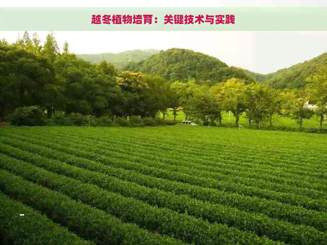 越冬植物培育：关键技术与实践