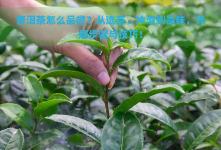 普洱茶怎么品尝？从选茶、冲泡到品味，详解步骤与技巧！