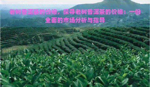 老树普洱茶的价格，探寻老树普洱茶的价格：一份全面的市场分析与指导