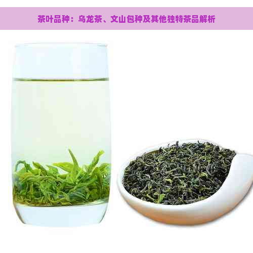 茶叶品种：乌龙茶、文山包种及其他独特茶品解析
