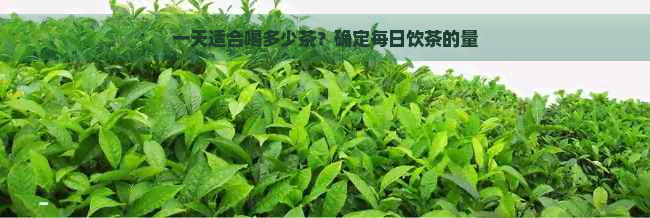 一天适合喝多少茶？确定每日饮茶的量