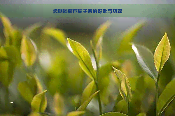 长期喝菊苣栀子茶的好处与功效