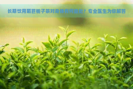 长期饮用菊苣栀子茶对身体有何益处？专业医生为你解答