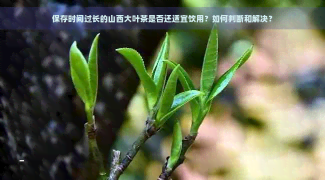 保存时间过长的山西大叶茶是否还适宜饮用？如何判断和解决？