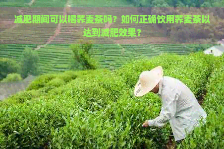 减肥期间可以喝荞麦茶吗？如何正确饮用荞麦茶以达到减肥效果？