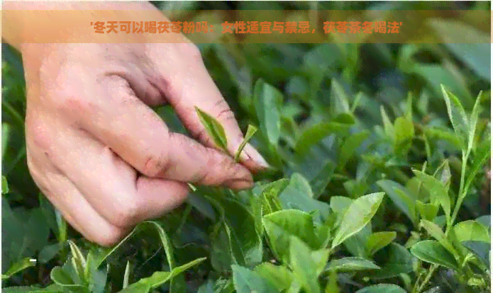 '冬天可以喝茯苓粉吗：女性适宜与禁忌，茯苓茶冬喝法'