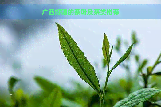 广西好喝的茶叶及茶类推荐