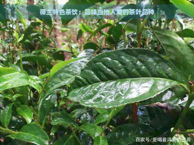 荷兰特色茶饮：品味当地人爱的茶叶品种