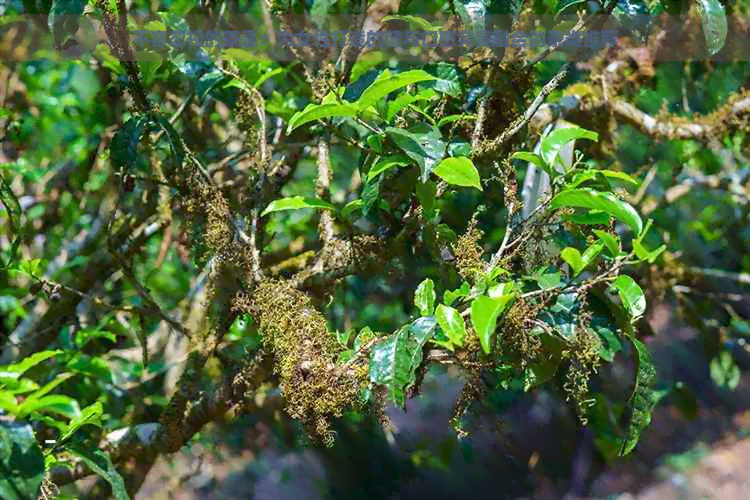 不容忽视的茶品：为女性打造的健与口感完美融合的茶类推荐