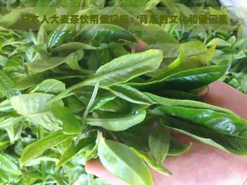 人大麦茶饮用惯探析：背后的文化和健因素