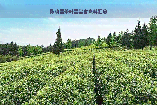 陈晓雷茶叶品尝者资料汇总