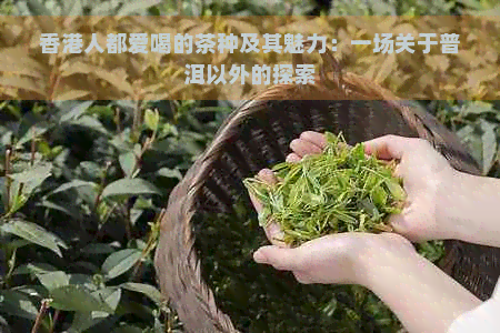 人都爱喝的茶种及其魅力：一场关于普洱以外的探索