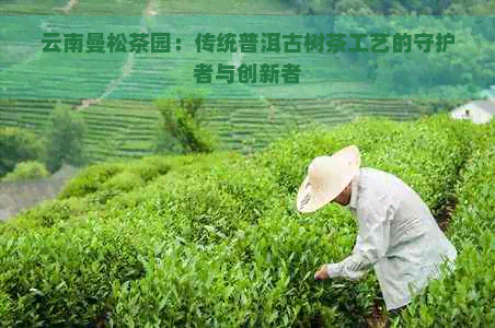 云南曼松茶园：传统普洱古树茶工艺的守护者与创新者