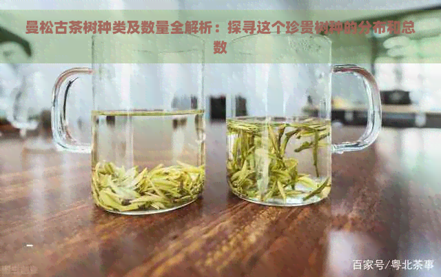 曼松古茶树种类及数量全解析：探寻这个珍贵树种的分布和总数