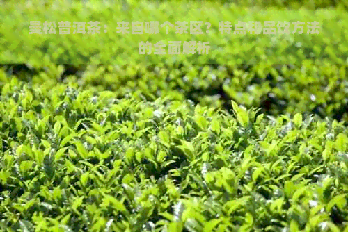 曼松普洱茶：来自哪个茶区？特点和品饮方法的全面解析