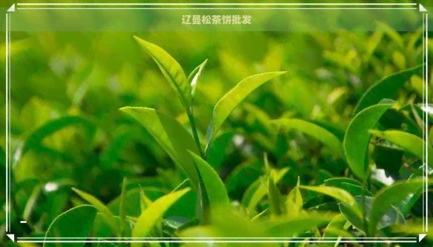 辽曼松茶饼批发