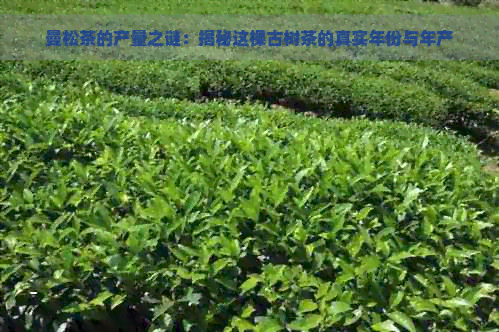 曼松茶的产量之谜：揭秘这棵古树茶的真实年份与年产